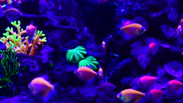 Neon Glowfish Sladkovodních Akváriím Příroda Živá Zvířata Život Video — Stock video