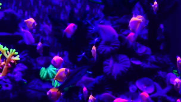 Neon Glowfish Sladkovodních Akváriím Příroda Živá Zvířata Život Video — Stock video