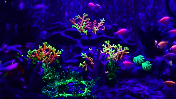 Neon Glowfish Sladkovodních Akváriím Příroda Živá Zvířata Život Video — Stock video