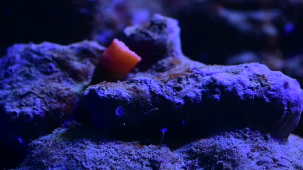 Досить Анемони Море Кораловий Риф Акваріум Рух Відео Повний — стокове відео