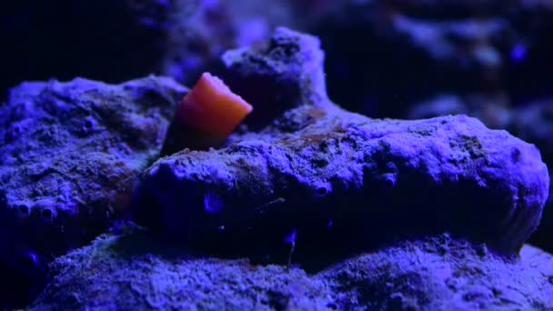 Mooie Anemonen Zee Koraalrif Aquarium Beweging Video Vol — Stockvideo