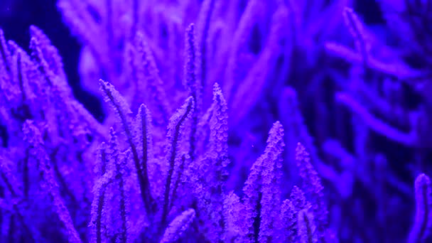Pěkný Sasanky Mořské Korálové Útesy Akvárium Pohyb Video Plný — Stock video