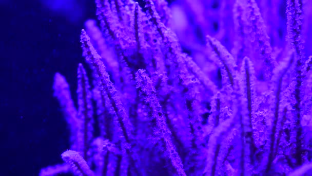 Pěkný Sasanky Mořské Korálové Útesy Akvárium Pohyb Video Plný — Stock video