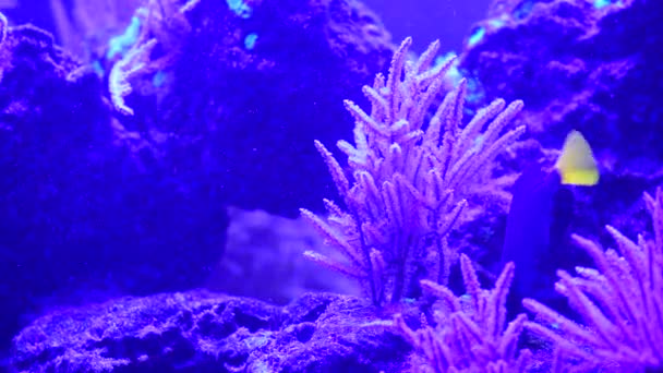 Bella Anemoni Mare Corallo Barriera Corallina Acquario Movimento Video Completo — Video Stock