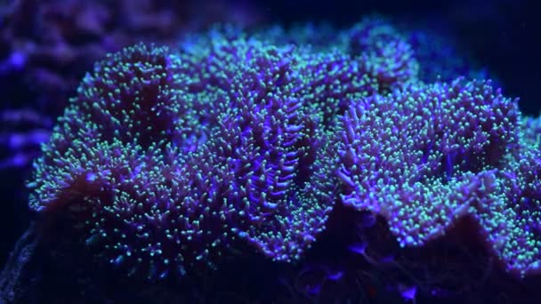 Mooie Anemonen Zee Koraalrif Aquarium Beweging Video Vol — Stockvideo
