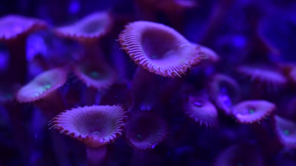 かなりAnemonesで海のサンゴ礁水族館運動4KビデオフルHd — ストック動画