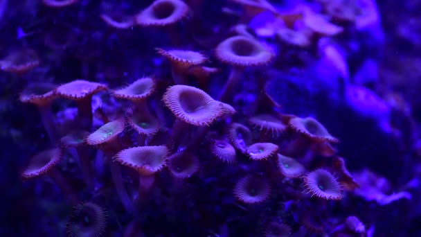 Bastantes Anémonas Arrecife Coral Marino Movimiento Acuario Video Completo — Vídeos de Stock