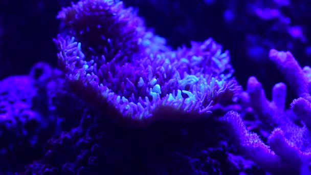 Deniz Mercan Resifi Akvaryumunda Güzel Şakayıklar Var Video Dolu — Stok video