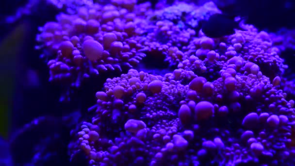 Deniz Mercan Resifi Akvaryumunda Güzel Şakayıklar Var Video Dolu — Stok video