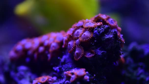 Bastantes Anémonas Arrecife Coral Marino Movimiento Acuario Video Completo — Vídeos de Stock