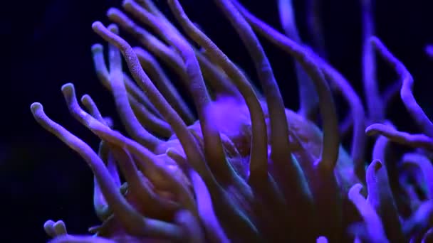 かなりAnemonesで海のサンゴ礁水族館運動4KビデオフルHd — ストック動画