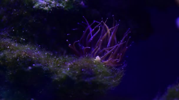 Bella Anemoni Mare Corallo Barriera Corallina Acquario Movimento Video Completo — Video Stock