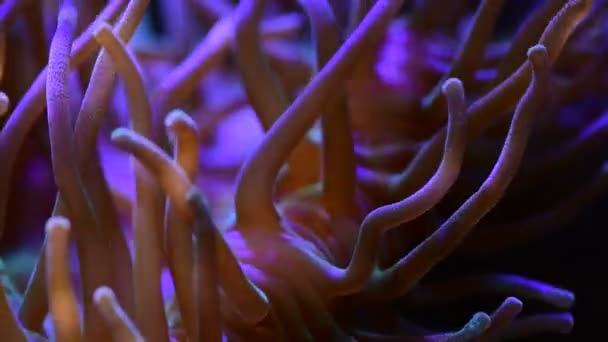 かなりAnemonesで海のサンゴ礁水族館運動4KビデオフルHd — ストック動画