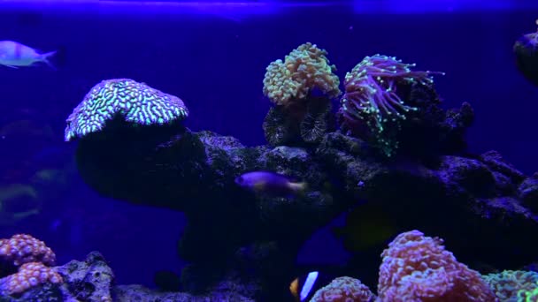 Bella Anemoni Mare Corallo Barriera Corallina Acquario Movimento Video Completo — Video Stock