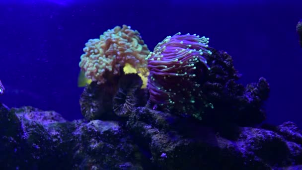 Söta Anemoner Havet Korallrev Akvarium Rörelse Video Full — Stockvideo