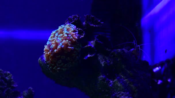 Bella Anemoni Mare Corallo Barriera Corallina Acquario Movimento Video Completo — Video Stock