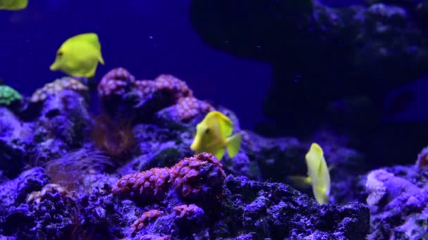 Coral Reef Aquarium Vis Anemonen Close Zee Oceaan Water Video — Stockvideo