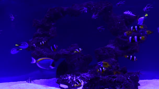 Coral Arrecife Acuario Peces Anémonas Cerca Mar Océano Agua Video — Vídeo de stock