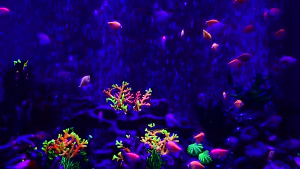 Neon Glowfish Sladkovodních Akváriím Příroda Živá Zvířata Život Video — Stock video