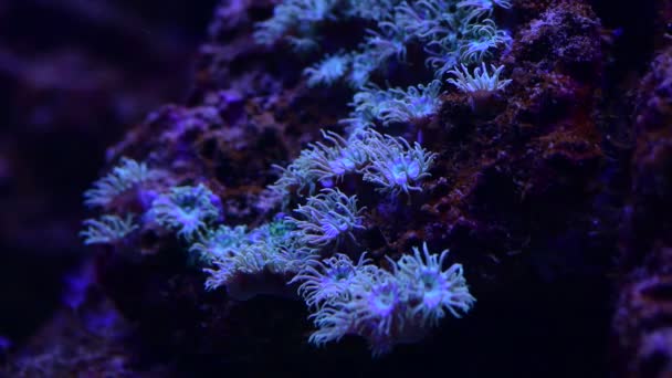 Csinos Anemones Tengeri Korallzátony Akvárium Mozgás Videó — Stock videók