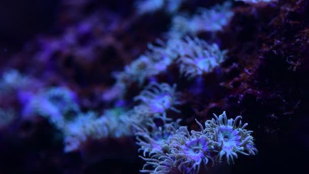 Mooie Anemonen Zee Koraalrif Aquarium Beweging Video — Stockvideo