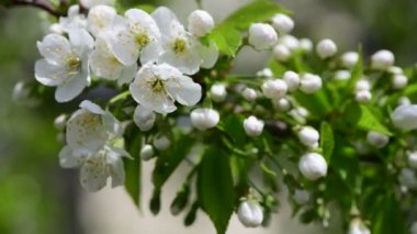Güneşli bir günde yeşil yaprakları ve beyaz çiçekleri olan elma ağacının güzel bir bahar dalı makro 4k video.