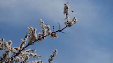 Güzel beyaz kayısı çiçeği dalları makro fotoğraf doğası uyandıran 4k video