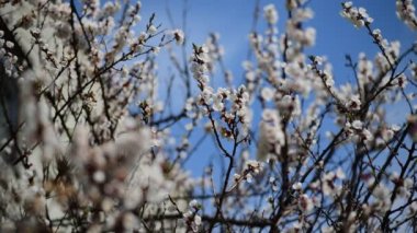 Güzel beyaz kayısı çiçeği dalları makro fotoğraf doğası uyandıran 4k video