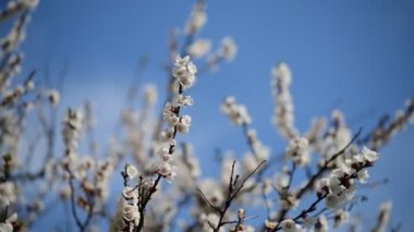 Güzel beyaz kayısı çiçeği dalları makro fotoğraf doğası uyandıran 4k video