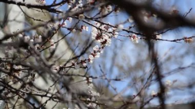 Güzel beyaz kayısı çiçeği dalları makro fotoğraf doğası uyandıran 4k video