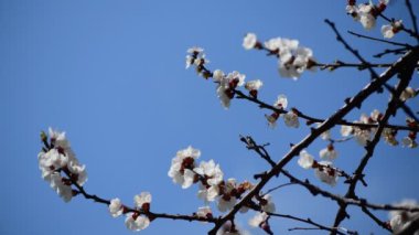 Güzel beyaz kayısı çiçeği dalları makro fotoğraf doğası uyandıran 4k video