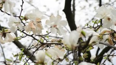 Bahar güneşli bir günde güzel manolya ağacı çiçekleri, doğanın uyandırdığı 4k video.