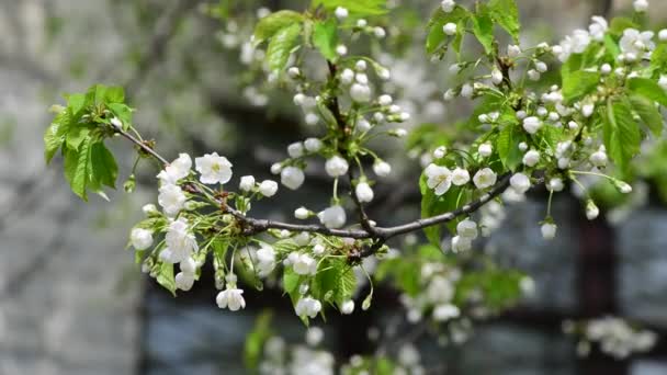 Fin Vårgren Äppelträd Med Gröna Blad Och Vita Blommor Solig — Stockvideo