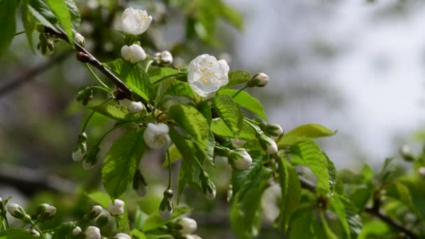 Fin Vårgren Äppelträd Med Gröna Blad Och Vita Blommor Solig — Stockvideo