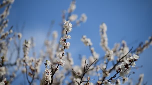 Dejlig Hvid Abrikos Foråret Blomster Gren Makro Fotografering Natur Opvågnen – Stock-video