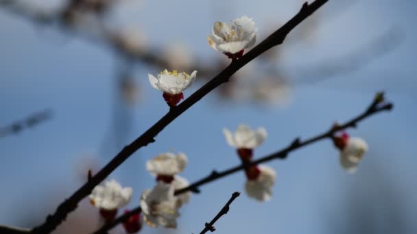 Ładny Biały Morela Wiosna Kwiaty Gałąź Makro Fotografia Natura Budzenie — Wideo stockowe