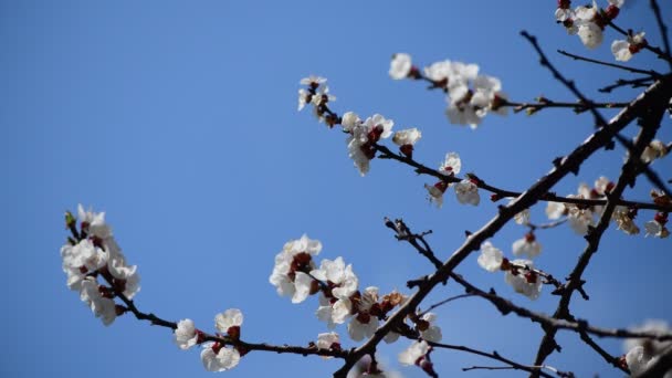 Dejlig Hvid Abrikos Foråret Blomster Gren Makro Fotografering Natur Opvågnen – Stock-video