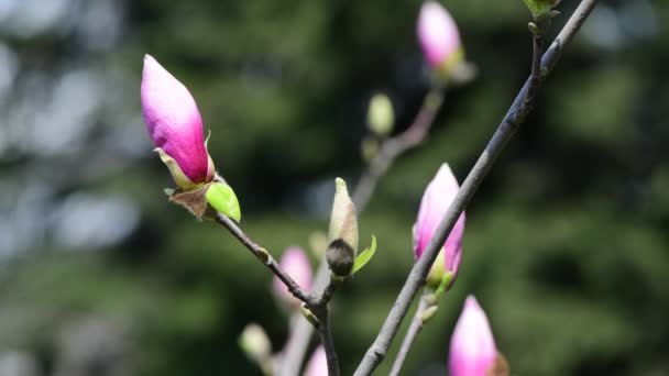 Mooie Magnolia Boom Bloemen Het Voorjaar Zonnige Dag Natuur Ontwaken — Stockvideo
