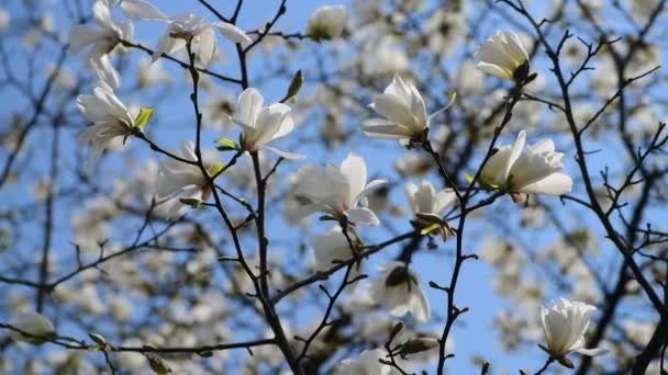 Ładne Kwiaty Drzewa Magnolia Wiosną Słoneczny Dzień Natura Budzenie Wideo — Wideo stockowe