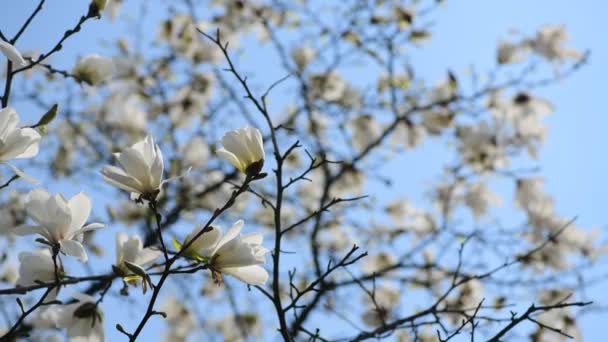 Fina Magnolia Träd Blommor Våren Solig Dag Natur Uppvaknande Video — Stockvideo