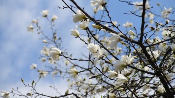 Fina Magnolia Träd Blommor Våren Solig Dag Natur Uppvaknande Video — Stockvideo