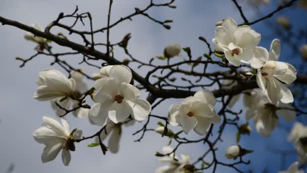 Ładne Kwiaty Drzewa Magnolia Wiosną Słoneczny Dzień Natura Budzenie Wideo — Wideo stockowe