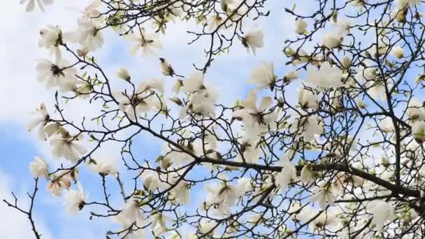 Красивые Цветы Магнолии Весенний Солнечный День Природа Будоражит Видео — стоковое видео