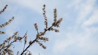 Güzel beyaz elma çiçeği dalları makro fotoğraf doğası uyanıyor.