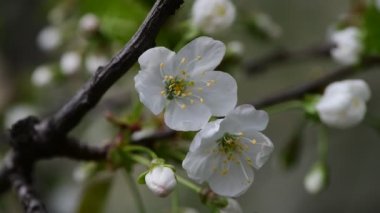 Güzel beyaz elma çiçeği dalları makro fotoğraf doğası uyanıyor.