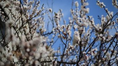 Güzel beyaz elma çiçeği dalları makro fotoğraf doğası uyanıyor.