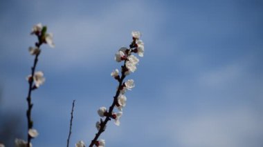 Güzel beyaz elma çiçeği dalları makro fotoğraf doğası uyanıyor.