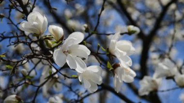 Bahar güneşli bir günde güzel manolya ağacı çiçekleri, doğanın uyandırdığı 4k video.
