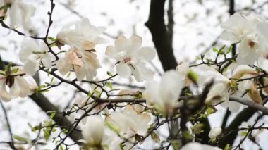 Bahar güneşli bir günde güzel manolya ağacı çiçekleri, doğanın uyandırdığı 4k video.