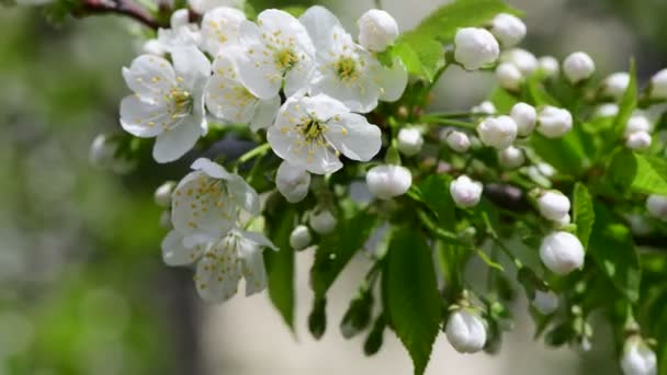 Niza Manzana Blanca Primavera Flores Rama Macro Fotografía Naturaleza Despertar — Vídeos de Stock